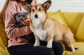 cropped view of woman on sofa with pembroke welsh corgi dog and cute scottish fold cat