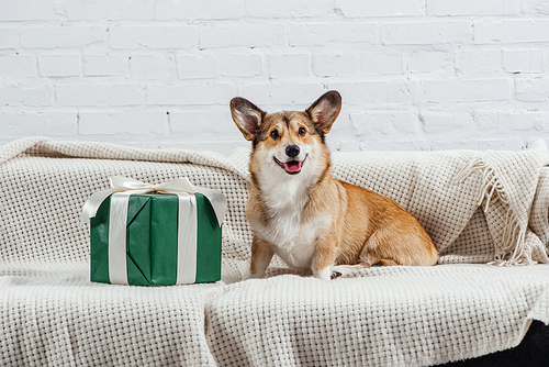cute pembroke welsh corgi dog on sofa with green gift