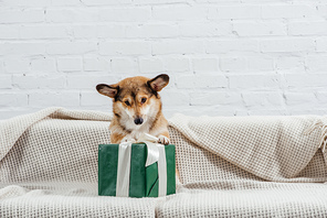 adorable corgi dog sitting on sofa with green gift on white background