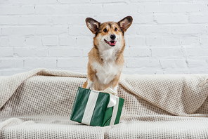 funny pembroke welsh corgi dog sitting on sofa with green gift