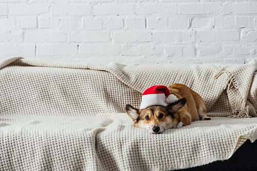 cute welsh corgi dog in santa hat lying on sofa and