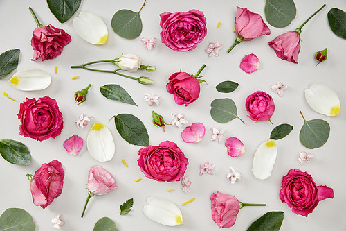 floral background made of pink roses and tulip petals isolated on white