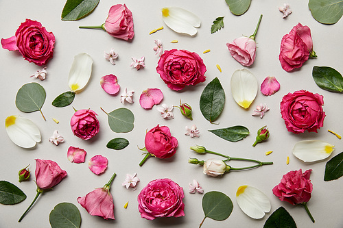 floral background made of pink roses and petals isolated on white