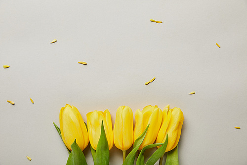 top view of yellow tulips isolated on grey with copy space