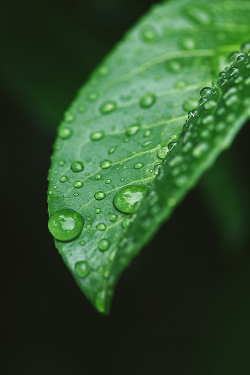 close up of green leaf with water drops after rain