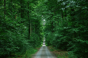 road in green beautiful forest in Wurzburg, Germany