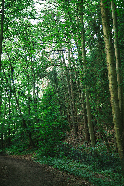 유토이미지 | path near green trees in beautiful forest in Hamburg, Germany