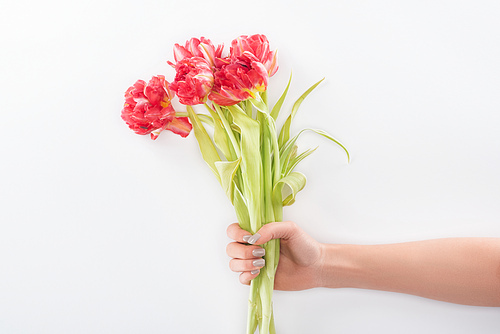 cropped view of woman holding tulips isolated on white