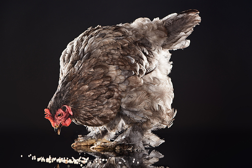 brown chicken eating millet grain on black