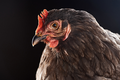 close up of cute brown chicken isolated on black