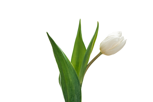 white tulip flower isolated on white