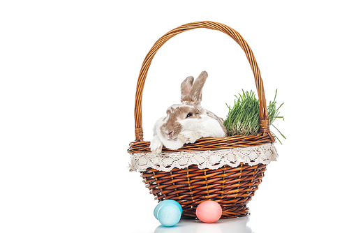traditional easter eggs near wicker basket with cute rabbit and grass on white