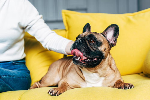 cropped view of woman touching cute french bulldog lying on yellow sofa