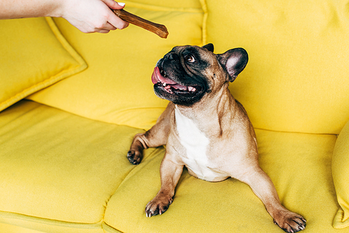 cropped view of woman giving bone-shaped snack to cute french bulldog