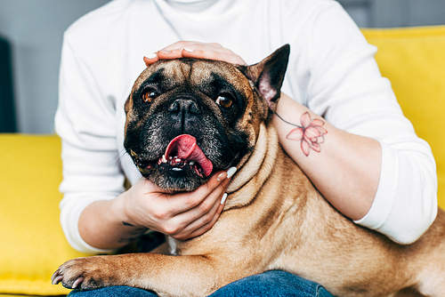 cropped view of woman with tattoo on hand touching cute french bulldog