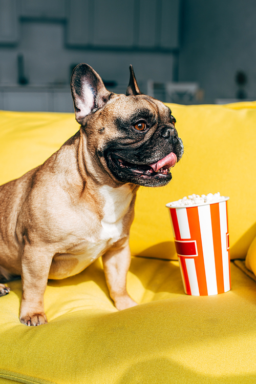 cute french bulldog sitting near tasty popcorn in bucket on yellow sofa