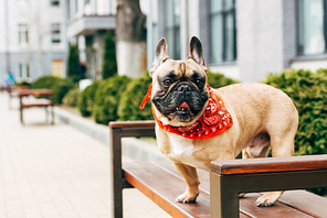 cute purebred french bulldog wearing red scarf and sitting on wooden bench