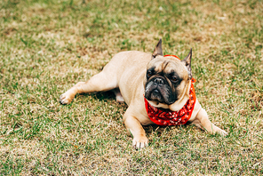 purebred french bulldog wearing red scarf and lying on green grass