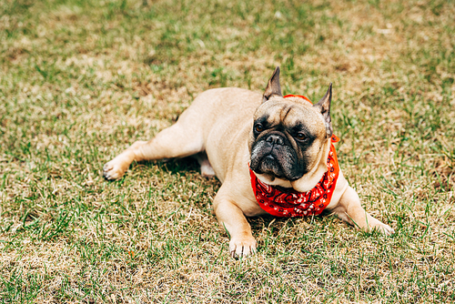 purebred french bulldog wearing red scarf and lying on green grass