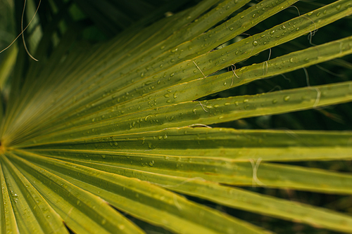 close up of wet and green palm leaf