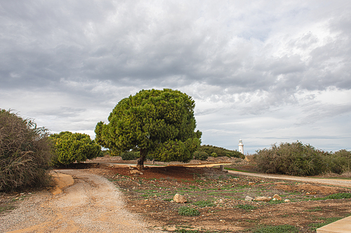 path near green trees and ancient lighthouse in paphos