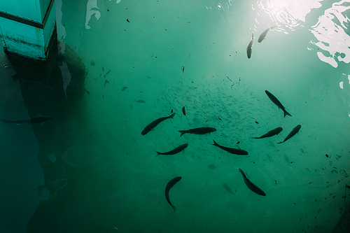 top view of fish swimming in mediterranean sea