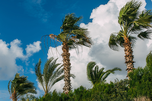 palm trees against blue sky with clouds
