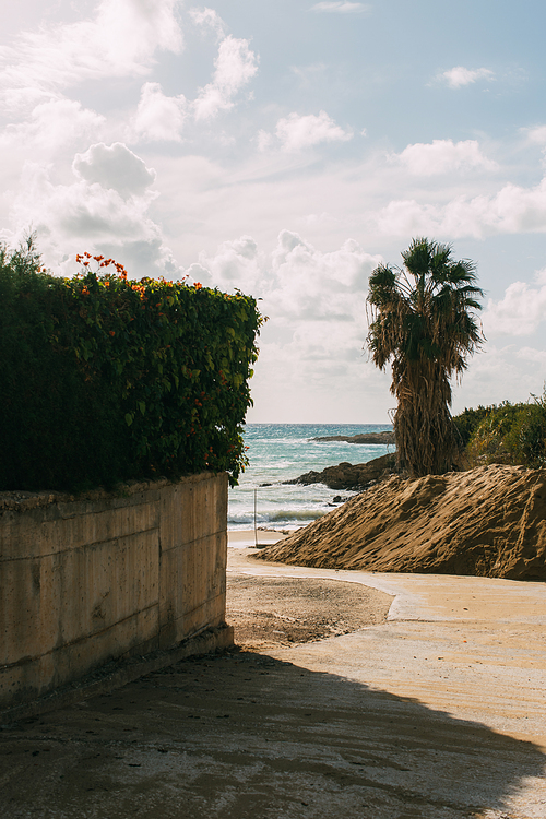 green plants and palm tree near sandy beach and mediterranean sea