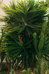 green leaves of palm tree near cactus