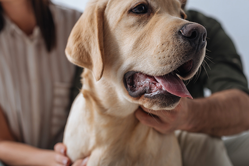 Selective focus of golden retriever near couple isolated on grey