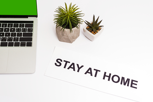 top view of laptop with green screen near plants and paper with stay at home lettering isolated on white