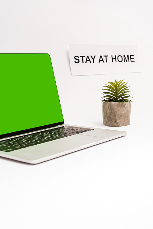 laptop with green screen near plant and paper with stay at home lettering isolated on white