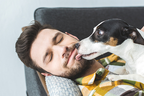 jack russell terrier dog licking face of man with closed eyes