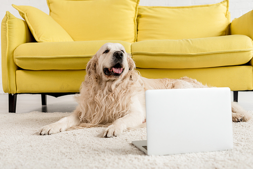 cute golden retriever lying on floor with laptop in apartment