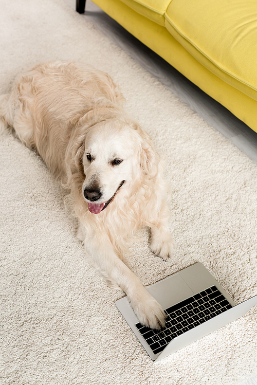 high angle view of cute golden retriever lying on floor with laptop in apartment