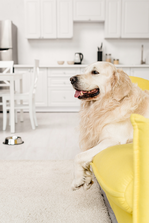side view of  cute golden retriever lying on yellow sofa in apartment