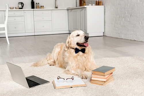 cute golden retriever in bow tie lying on floor with laptop and books