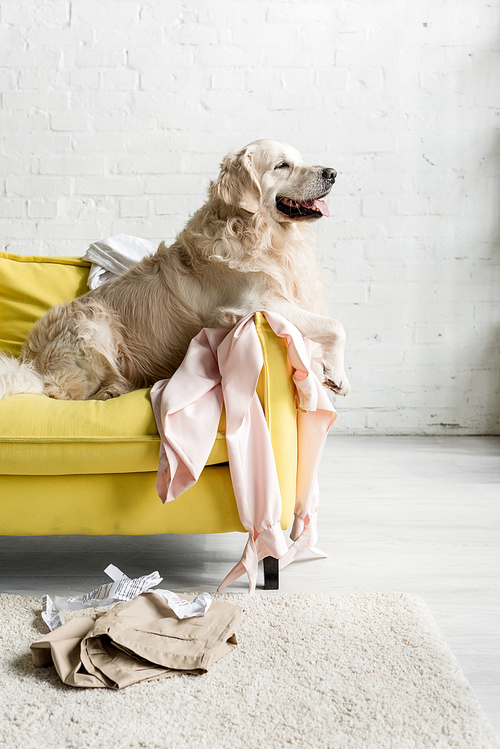 side view of cute golden retriever lying on yellow sofa in messy apartment