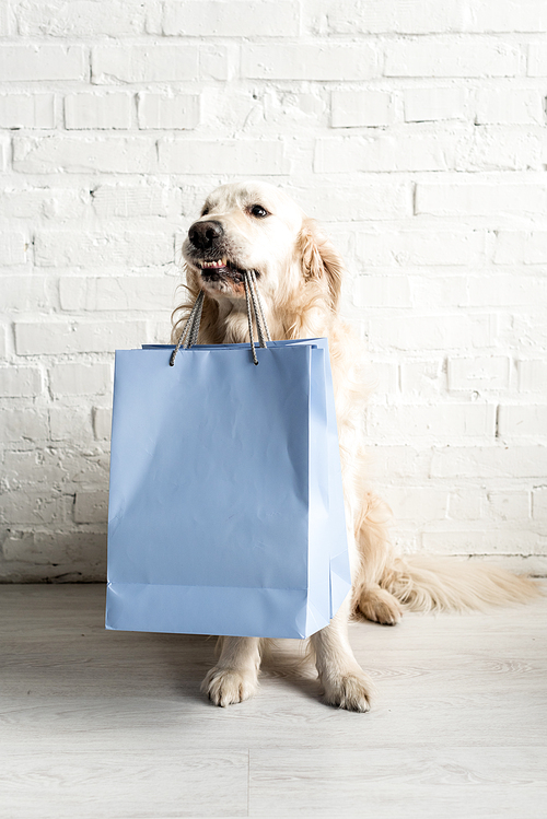 cute golden retriever holding blue shopping bags in apartment