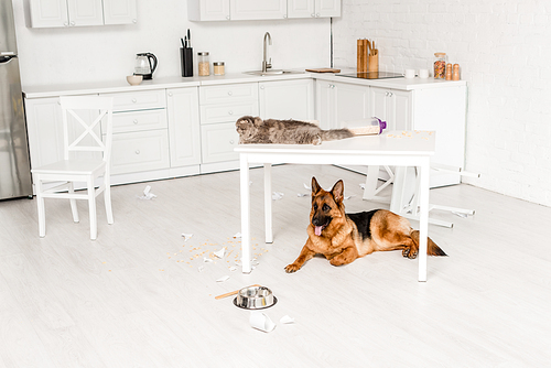 cute and grey cat lying on white table and German Shepherd lying on floor in messy kitchen