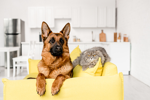cute German Shepherd and grey cat lying on bright yellow sofa in apartment