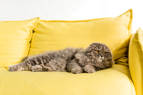 cute and grey cat lying on bright yellow couch and looking away in apartment