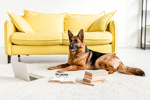 cute German Shepherd lying on floor with laptop and books in apartment