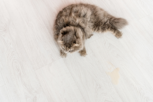 top view of cute grey cat lying on white and wooden floor in apartment