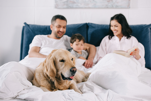 selective focus of cute golden retriever lying on bed near happy parents and toddler son