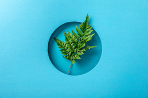 green fern leaf in round hole on blue paper