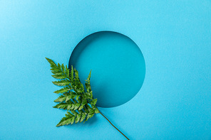 green fern leaf at round hole on blue paper