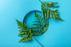 green fern leaves in round hole on blue paper