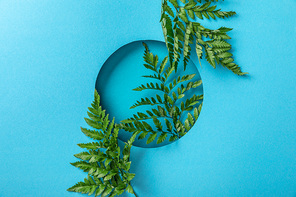 decorative green fern leaves in round hole on blue paper