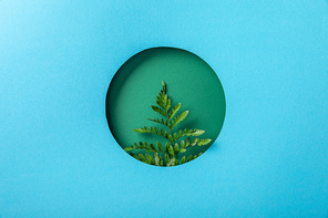 fresh fern leaf in round hole on blue paper